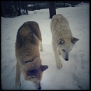 Orion (left) and Nanook (right) playing in the snow